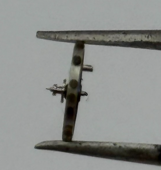 AS 976 1012 Balance Wheel Complete And Spring  29 M Watch Movement Parts NOS