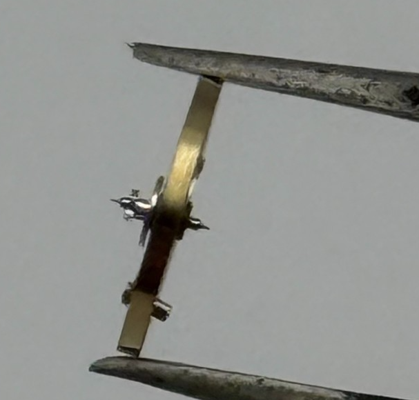 ST 69 Balance Wheel Complete And Spring 6 3/4 8''' 1155 Watch Movement Parts NOS